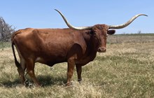 PANDORAS SHADOW 10/9