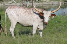 DG Big Wig Image 1522