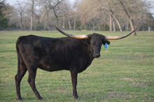 BOR Kathleen's Obsession