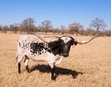 RJF Texana Tango
