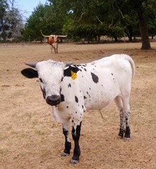 BOR Geronimo Ace