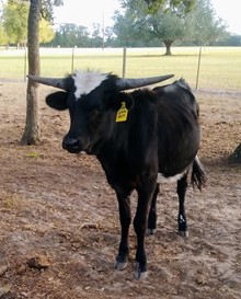 BOR Black Belle