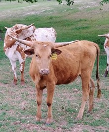 BOR Platinum Cowgirl