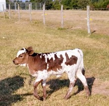 BOR Texas Blue Bell