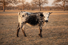 BOR Platinum Passion