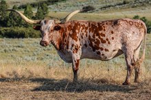 BSL CALIBER'S RHUBARB