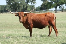 BRAZOS ROSE SCRAMBLER