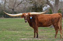 BOR Sweet Platinum BB