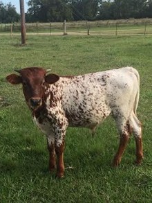 CL Rio Bravo's Button