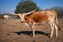 BOR Three Times a Lady