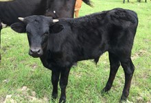 DAUNTLESS ESCONDIDO BLACK