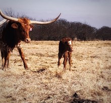 Ginger Snap Bull Calf
