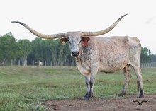 HCL Touch of Caliber PAT