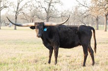 BOR Nina's Obsession