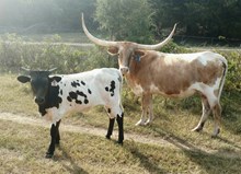 BARTLETT'S WAR DANCE