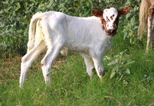 2025 Measles Flower Heifer