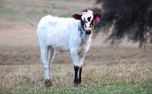 2025 Measles Flower Heifer