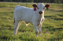 MO BAR III BULL CALF