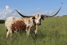 RML RIOS INDIAN PRINCESS