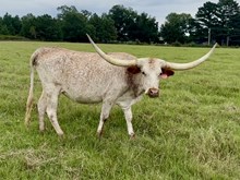 HRT Leweze's Top Caliber