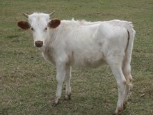 Un Named Heifer Calf (Big Wig x Aspen)