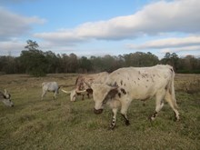 Un Named Bull Calf (Big Wig x Kay Lynn)