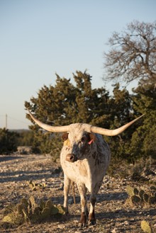 RR ESCONDIDOS FIRST LADY