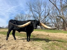 TR Dark And Handsome