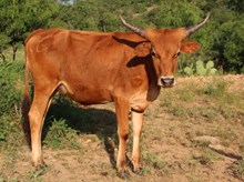 Midnight Dancer 1622