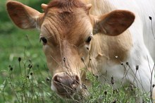 Un-named heifer calf