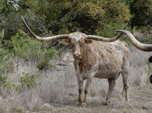 K9 SHILLY SHALLY SHADOW