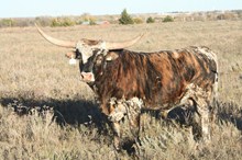 MBC'S SWEET TIGER BOY