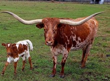 BEVO
