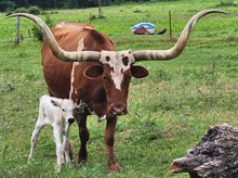 Cimarron Cowgirl CPL