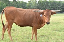 TCR RED BELL SILHOUETTE