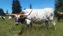 EVADERS PRETTY TATTOO